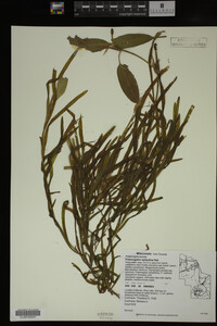 Potamogeton epihydrus image