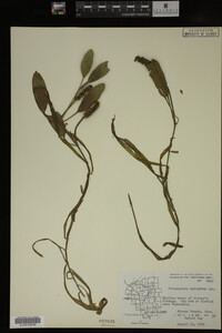 Potamogeton epihydrus image