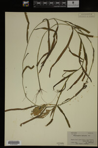 Potamogeton epihydrus image