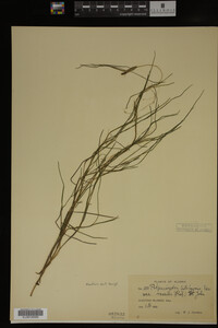 Potamogeton filiformis image