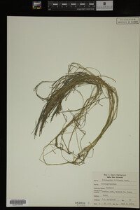 Potamogeton filiformis image