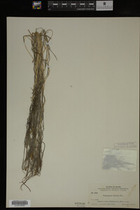 Potamogeton filiformis image