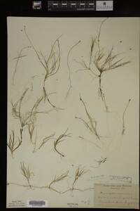 Potamogeton filiformis image