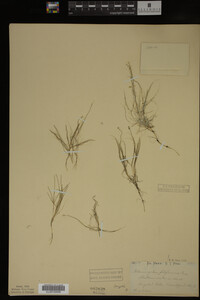 Potamogeton filiformis image