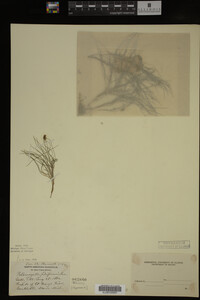 Potamogeton filiformis image