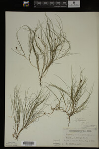 Potamogeton filiformis image