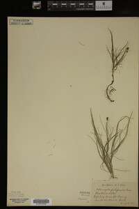 Potamogeton filiformis image