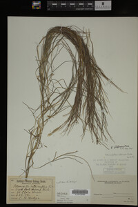 Potamogeton filiformis image