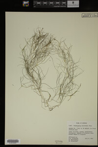 Potamogeton filiformis image