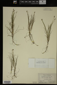 Potamogeton filiformis image