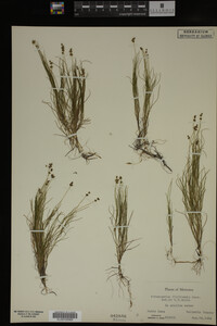 Potamogeton filiformis image