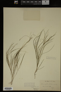 Potamogeton filiformis image