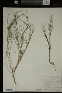Potamogeton filiformis image