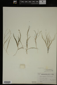 Potamogeton filiformis image