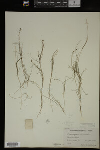 Potamogeton filiformis image