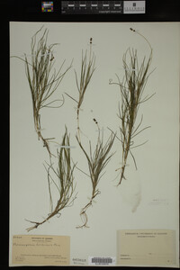 Potamogeton filiformis image