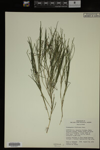 Potamogeton filiformis image