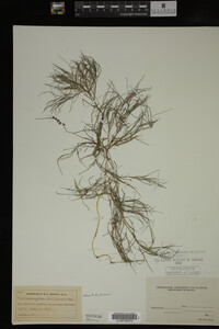 Potamogeton filiformis image