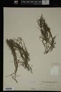 Potamogeton filiformis image