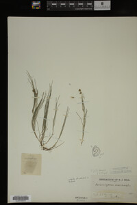 Potamogeton filiformis image