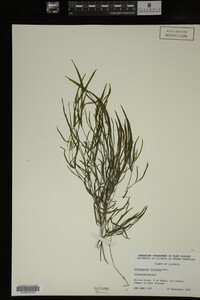 Potamogeton foliosus image