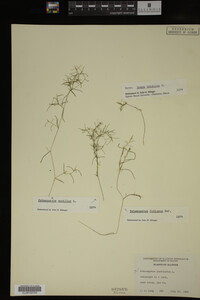 Potamogeton foliosus image