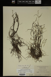 Potamogeton foliosus image