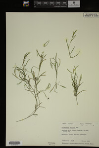 Media resource of Potamogeton foliosus