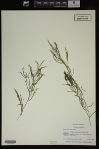 Potamogeton foliosus image