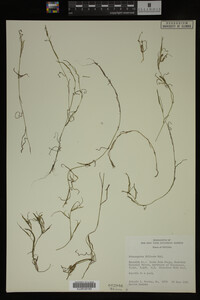 Potamogeton foliosus image