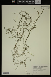 Potamogeton foliosus image