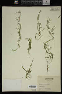 Potamogeton foliosus image