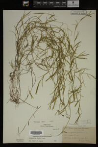 Potamogeton friesii image