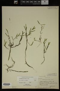 Potamogeton friesii image