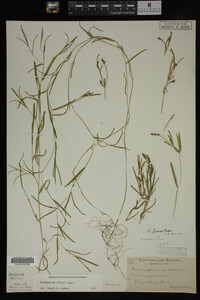 Potamogeton friesii image