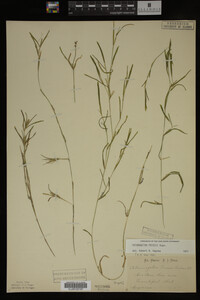 Potamogeton friesii image