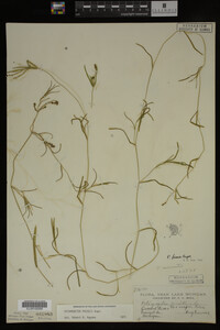 Potamogeton friesii image