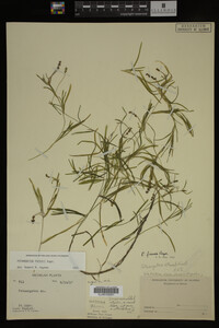 Potamogeton friesii image