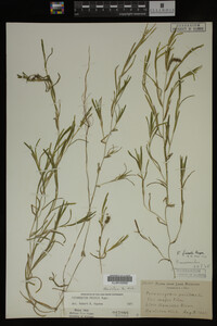 Potamogeton friesii image