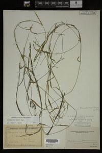 Potamogeton friesii image