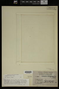 Potamogeton friesii image
