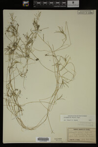 Potamogeton friesii image