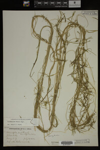 Potamogeton friesii image