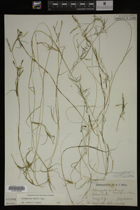 Potamogeton friesii image