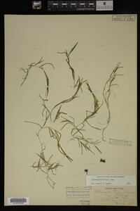 Potamogeton friesii image