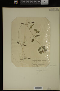 Potamogeton diversifolius image