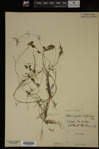 Potamogeton epihydrus image