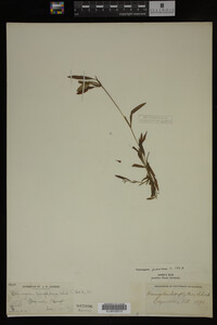 Potamogeton gramineus image
