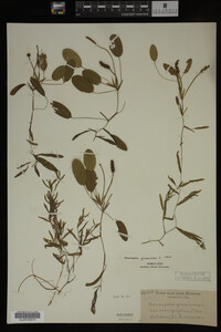 Potamogeton gramineus image