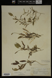 Potamogeton gramineus image